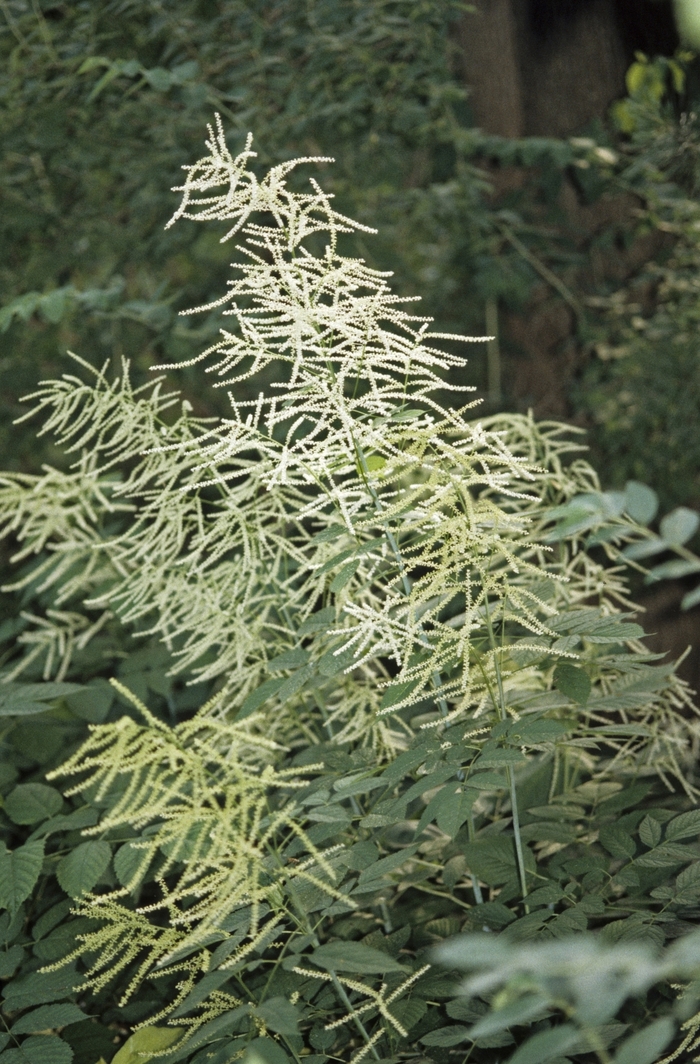 Goats Beard - Aruncus dioicus from E.C. Brown's Nursery Goats Beard - Aruncus dioicus from E.C. Brown's Nursery