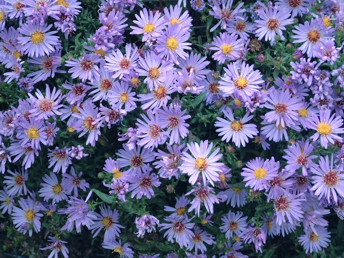 Aster-New York - Aster novi-belgii 'Wood's Light Blue' from E.C. Brown's Nursery Aster-New York - Aster novi-belgii 'Wood's Light Blue' from E.C. Brown's Nursery