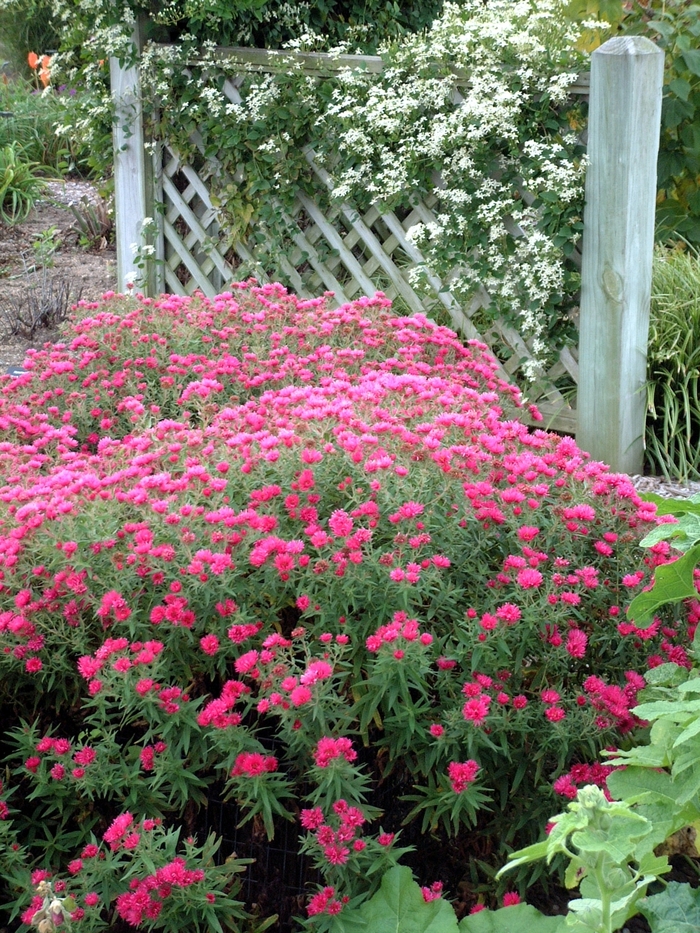 Aster-Hardy New England - Aster novae-angliae 'Alma Potschke' from E.C. Brown's Nursery