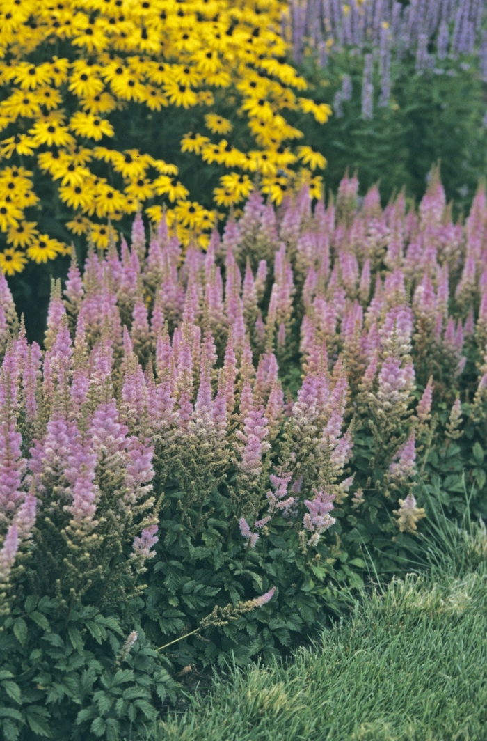 Astilbe-Chinese Dwarf - Astilbe chinensis 'Pumila' from E.C. Brown's Nursery Astilbe-Chinese Dwarf - Astilbe chinensis 'Pumila' from E.C. Brown's Nursery