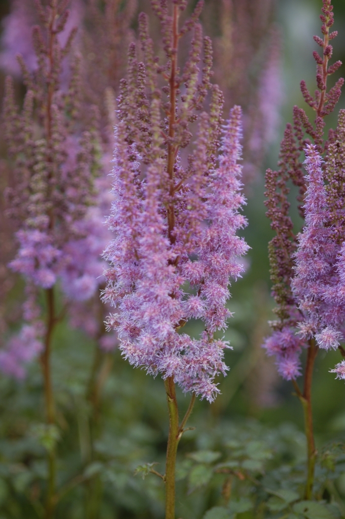 Astilbe-Chinese - Astilbe chinensis 'Purple Candles (Purpurkerze)' from E.C. Brown's Nursery