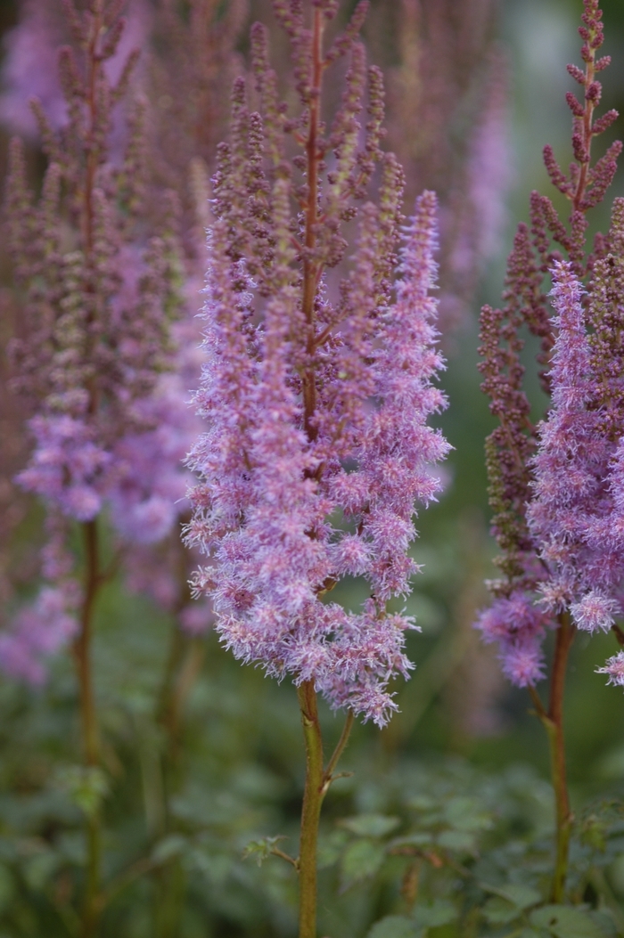 Astilbe-Chinese - Astilbe chinensis 'Purple Candles (Purpurkerze)' from E.C. Brown's Nursery Astilbe-Chinese - Astilbe chinensis 'Purple Candles (Purpurkerze)' from E.C. Brown's Nursery