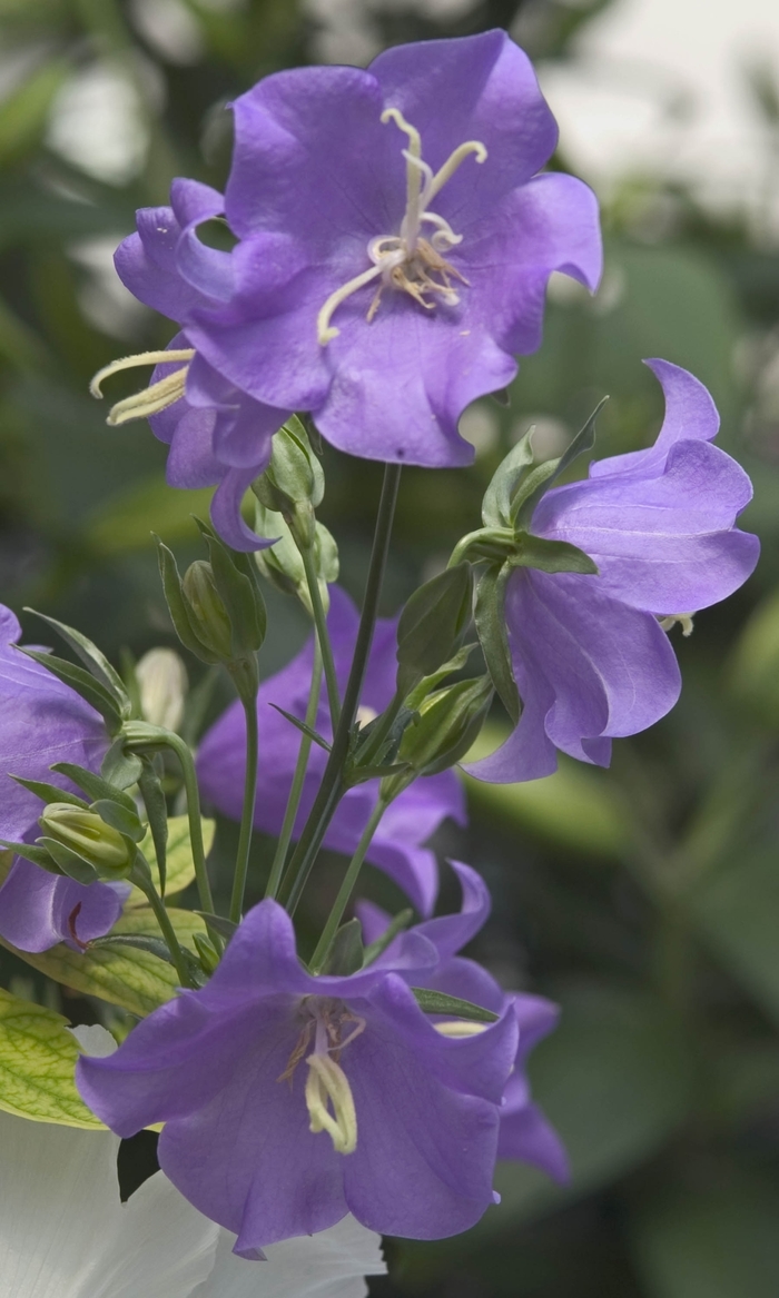 Blue Bellflower-Peach-leaved - Campanula persicifolia 'Blue' (Bellflower-Peach-leaved) from E.C. Brown's Nursery Blue Bellflower-Peach-leaved - Campanula persicifolia 'Blue' (Bellflower-Peach-leaved) from E.C. Brown's Nursery