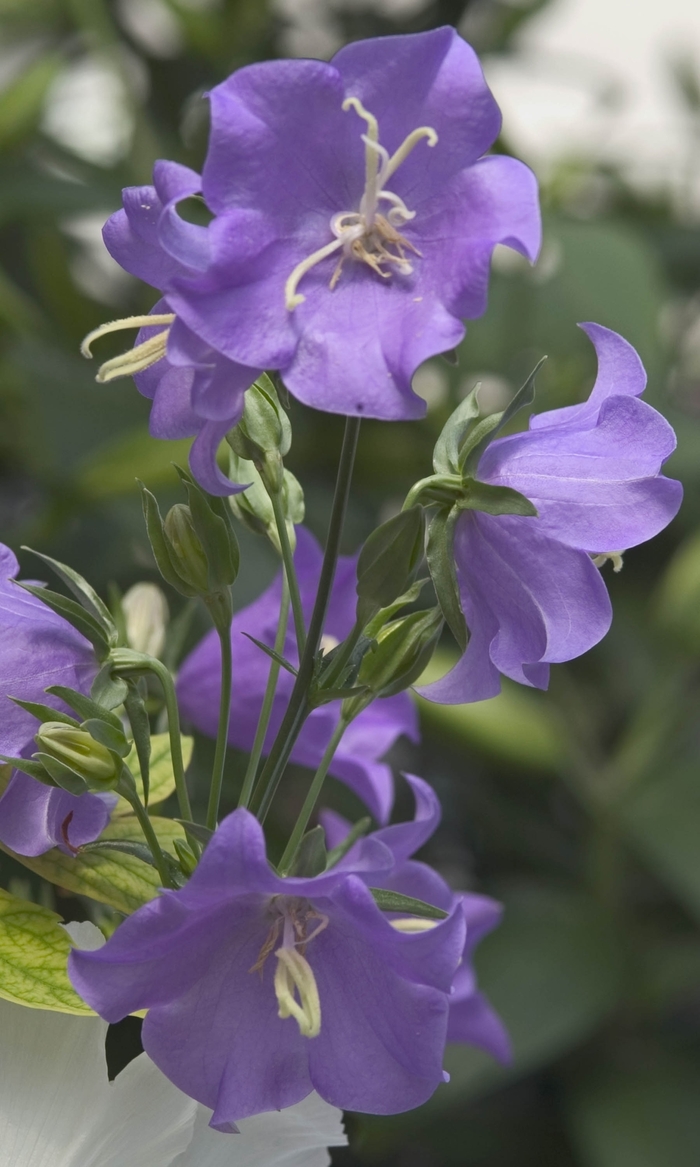 Blue Bellflower-Peach-leaved - Campanula persicifolia 'Blue' (Bellflower-Peach-leaved) from E.C. Brown's Nursery