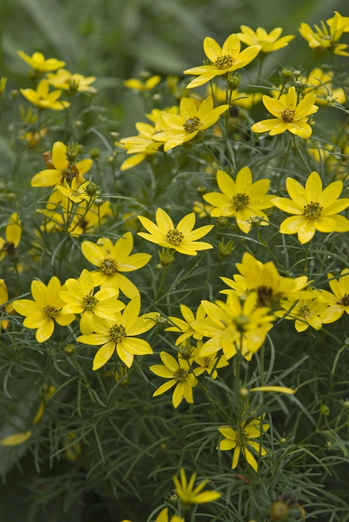 Threadleaf Tickseed - Coreopsis verticillata 'Zagreb' from E.C. Brown's Nursery