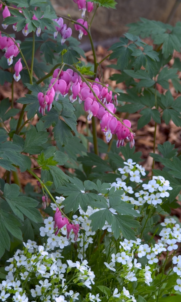 Bleeding Heart - Dicentra spectabilis from E.C. Brown's Nursery