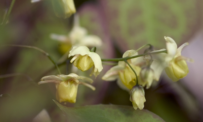 Bicolor Barrenwort - Epimedium x versicolor 'Sulphureum' from E.C. Brown's Nursery