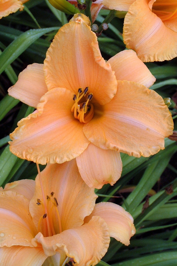 Daylily - Hemerocallis 'Ruffled Apricot' from E.C. Brown's Nursery