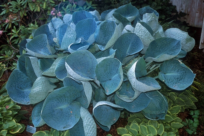 'Abiqua Drinking Gourd' - Hosta hybrid from E.C. Brown's Nursery 'Abiqua Drinking Gourd' - Hosta hybrid from E.C. Brown's Nursery