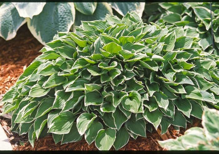 Plantain-Lily - Hosta 'Allan P. McConnell' from E.C. Brown's Nursery