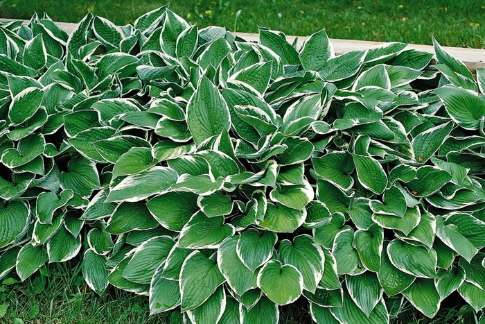 Plantain-Lily - Hosta 'Francee' from E.C. Brown's Nursery