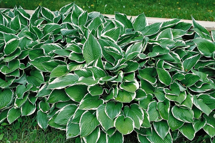 Plantain-Lily - Hosta 'Francee' from E.C. Brown's Nursery Plantain-Lily - Hosta 'Francee' from E.C. Brown's Nursery