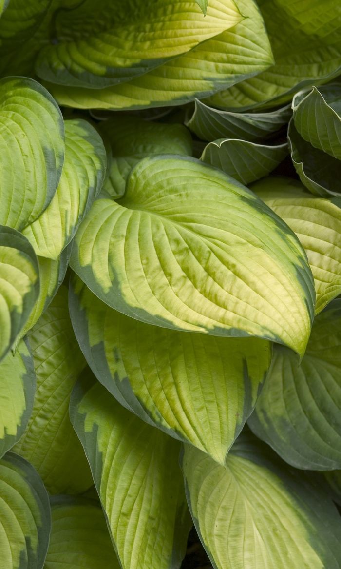 Plantain Lily - Hosta 'Gold Standard' from E.C. Brown's Nursery Plantain Lily - Hosta 'Gold Standard' from E.C. Brown's Nursery