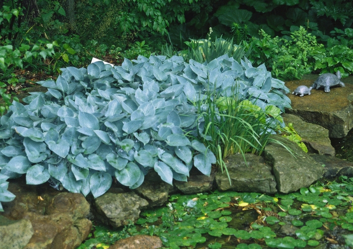 Halcyon Hosta, Plantain Lily - Hosta 'Halcyon' (Hosta, Plantain Lily) from E.C. Brown's Nursery Halcyon Hosta, Plantain Lily - Hosta 'Halcyon' (Hosta, Plantain Lily) from E.C. Brown's Nursery