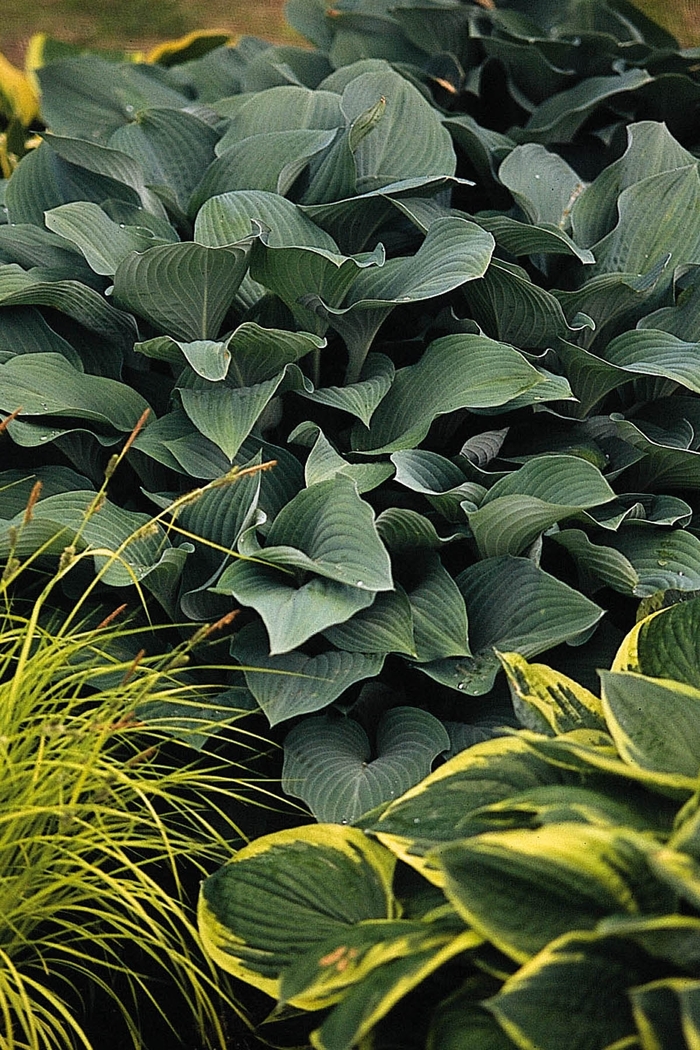 Plantain Lily - Hosta 'Krossa Regal' from E.C. Brown's Nursery
