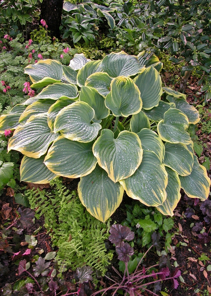 Plantain Lily - Hosta 'Sagae' from E.C. Brown's Nursery