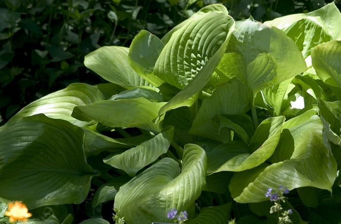 Plantain Lily - Hosta 'Sum and Substance' from E.C. Brown's Nursery