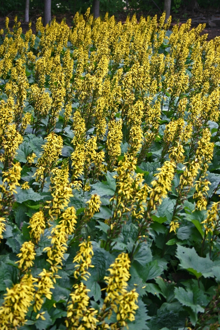 Ligularia - Ligularia stenocephala 'The Rocket' from E.C. Brown's Nursery