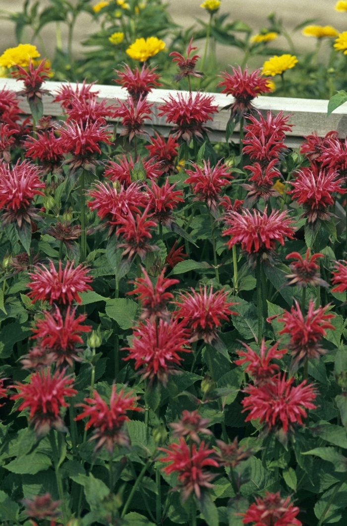 Bee Balm - Monarda 'Gardenview Scarlet' from E.C. Brown's Nursery Bee Balm - Monarda 'Gardenview Scarlet' from E.C. Brown's Nursery