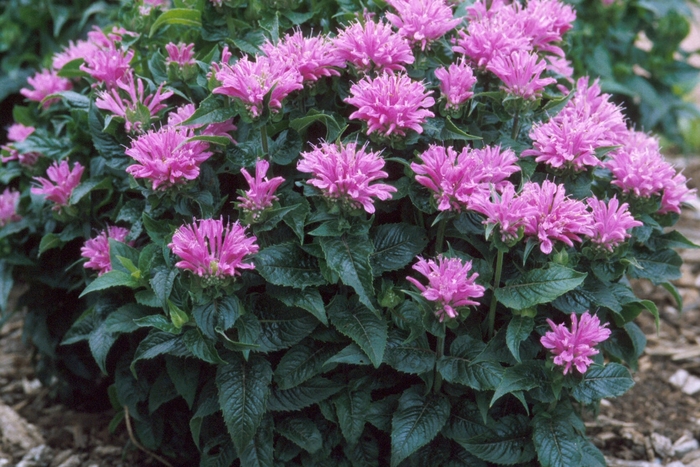 Bee Balm - Monarda 'Petite Delight' from E.C. Brown's Nursery Bee Balm - Monarda 'Petite Delight' from E.C. Brown's Nursery