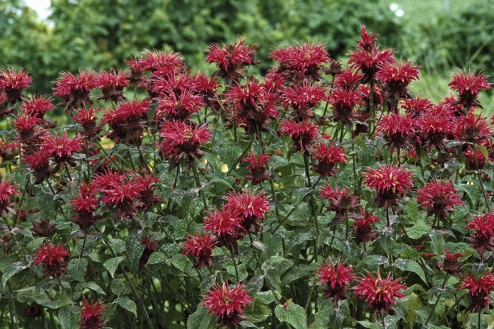 Bee Balm - Monarda 'Raspberry Wine' from E.C. Brown's Nursery Bee Balm - Monarda 'Raspberry Wine' from E.C. Brown's Nursery