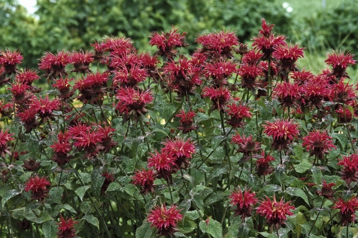 Bee Balm - Monarda 'Raspberry Wine' from E.C. Brown's Nursery