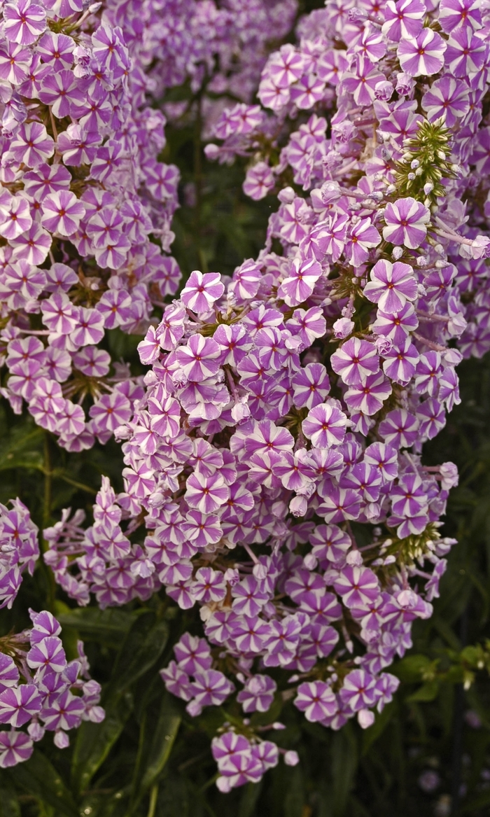 Meadow Phlox - Phlox maculata 'Natascha' from E.C. Brown's Nursery