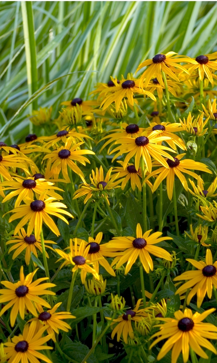 Black Eyed Susan - Rudbeckia fulgida 'Goldsturm' from E.C. Brown's Nursery