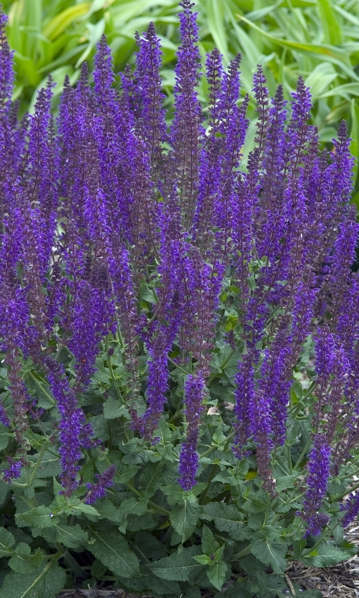 'East Friesland' - Salvia nemerosa from E.C. Brown's Nursery 'East Friesland' - Salvia nemerosa from E.C. Brown's Nursery