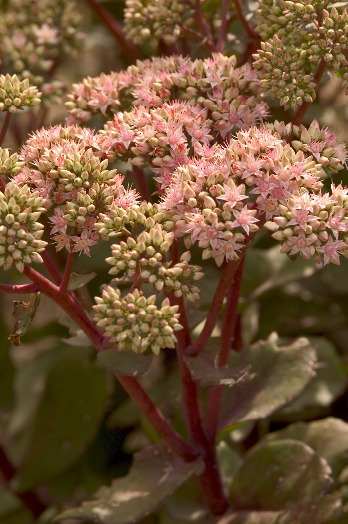 'Matrona' Stonecrop - Sedum telephium from E.C. Brown's Nursery 'Matrona' Stonecrop - Sedum telephium from E.C. Brown's Nursery