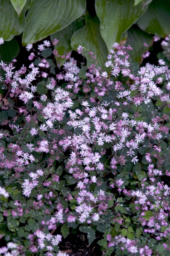 Meadow Rue - Thalictrum delavayi from E.C. Brown's Nursery