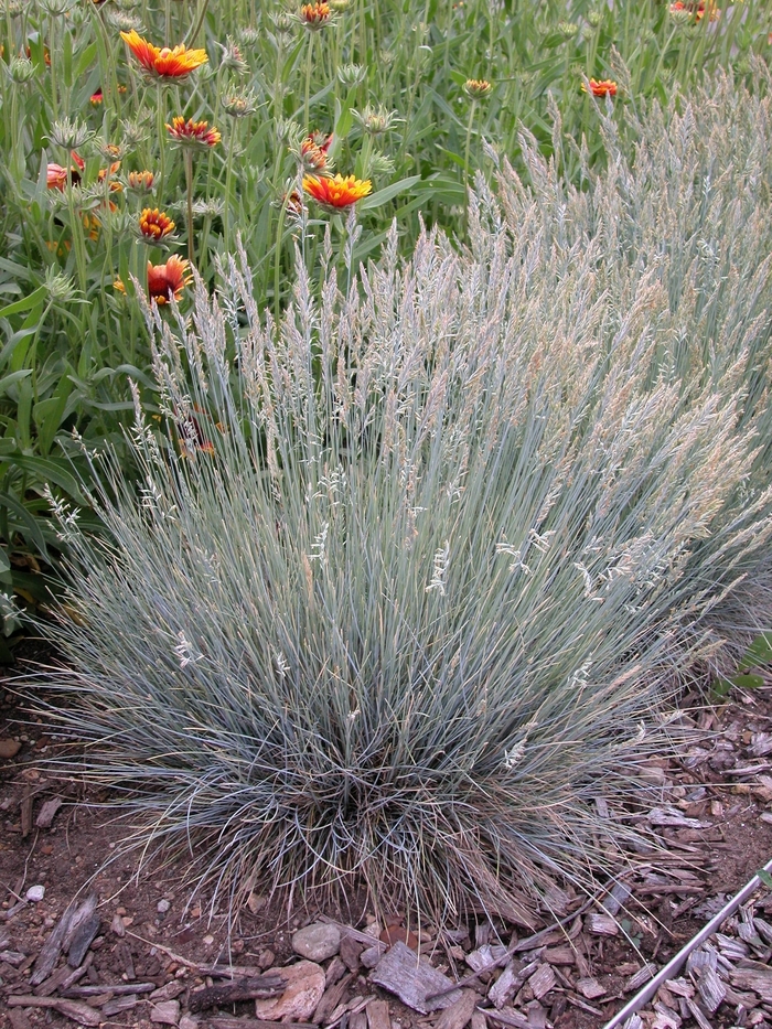 Grass-Ornamental - Festuca glauca 'Boulder Blue' from E.C. Brown's Nursery