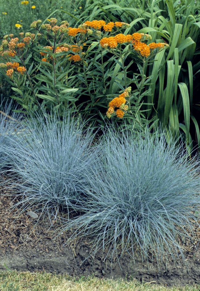 Elijah Blue Fescue - Festuca glauca 'Elijah Blue' from E.C. Brown's Nursery Elijah Blue Fescue - Festuca glauca 'Elijah Blue' from E.C. Brown's Nursery