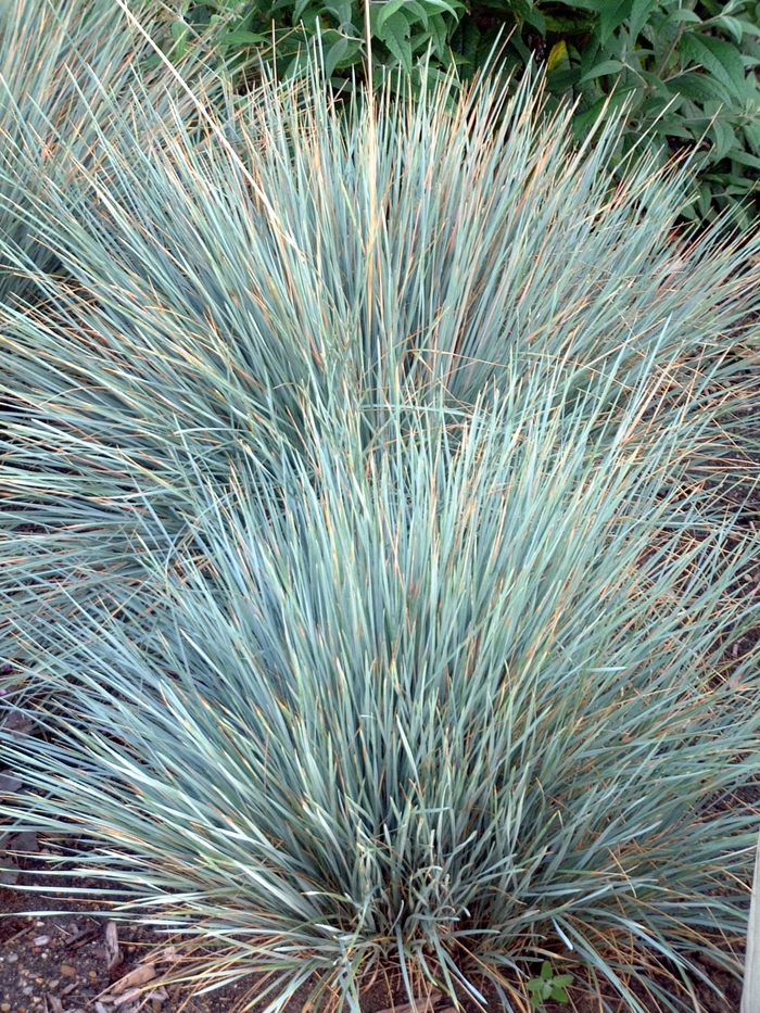 Blue Oat Grass - Helictotrichon sempervirens 'Sapphire' from E.C. Brown's Nursery