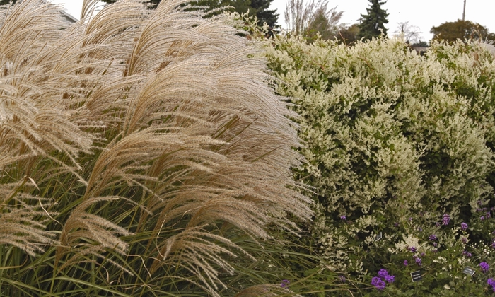 'Graziella' - Miscanthus sinensis from E.C. Brown's Nursery 'Graziella' - Miscanthus sinensis from E.C. Brown's Nursery