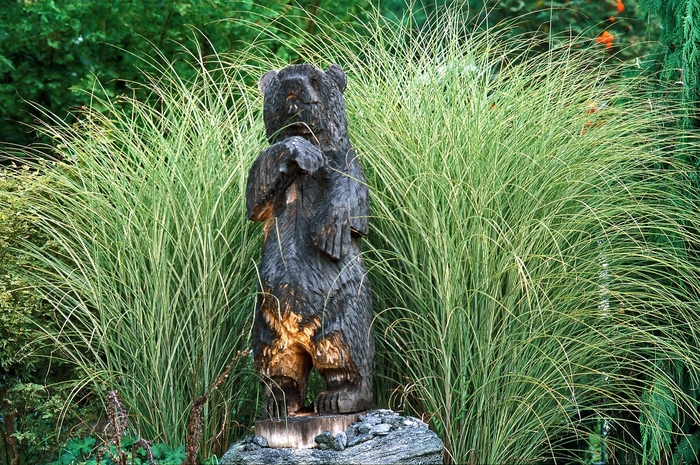 Maiden Grass - Miscanthus sinensis 'Morning Light' from E.C. Brown's Nursery