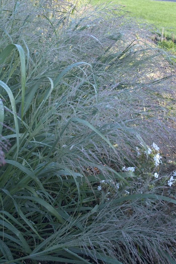Grass-Ornamental - Panicum virgatum 'Dallas Blues' from E.C. Brown's Nursery