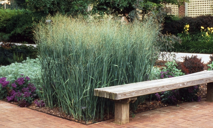 Grass-Ornamental - Panicum virgatum 'Heavy Metal' from E.C. Brown's Nursery