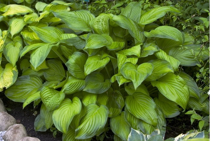 Plantain Lily - Hosta 'Stained Glass' from E.C. Brown's Nursery