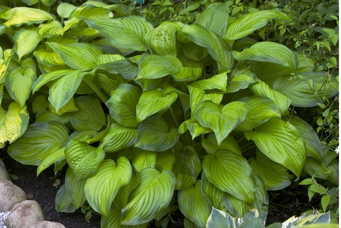Plantain Lily - Hosta 'Stained Glass' from E.C. Brown's Nursery Plantain Lily - Hosta 'Stained Glass' from E.C. Brown's Nursery