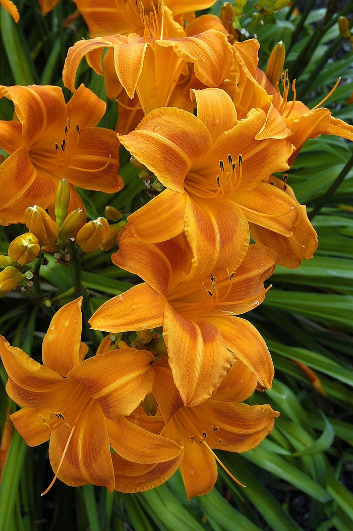 Daylily - Hemerocallis 'Rocket City' from E.C. Brown's Nursery