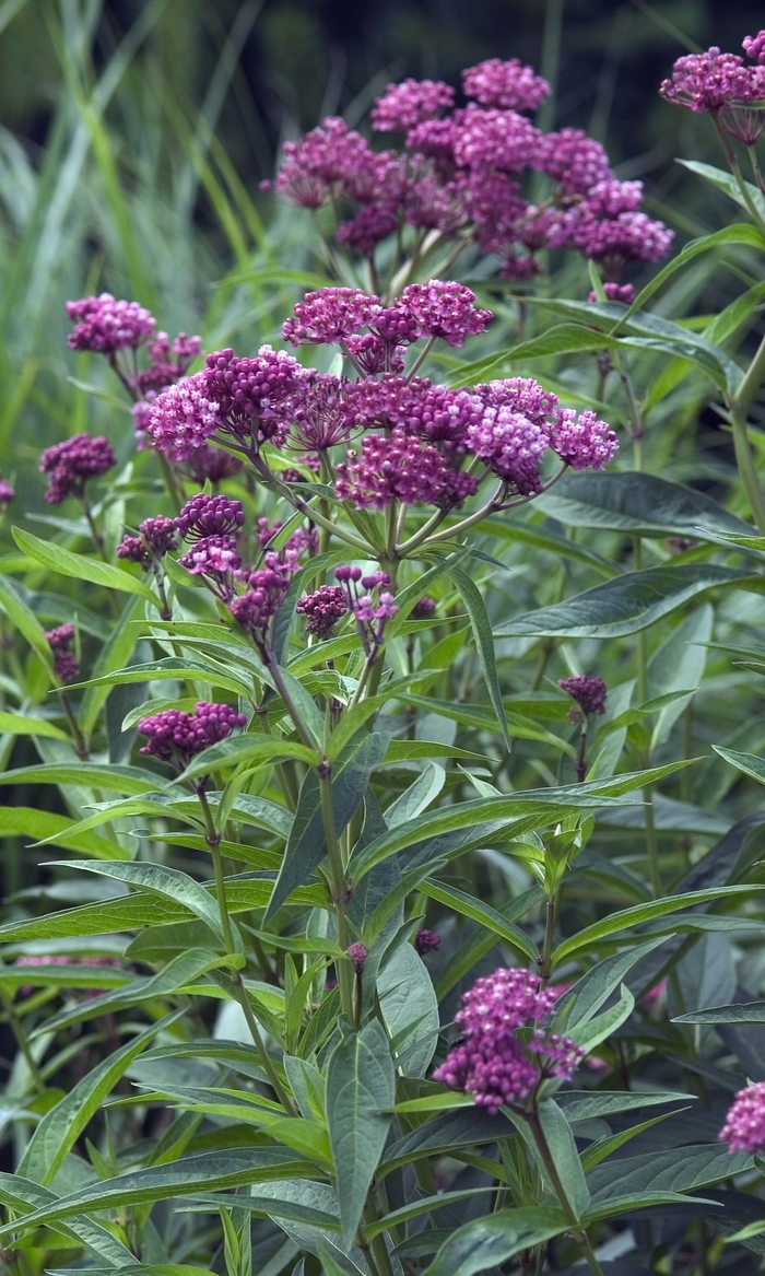 Butterfly Flower - Asclepias incarnata 'Cinderella' from E.C. Brown's Nursery