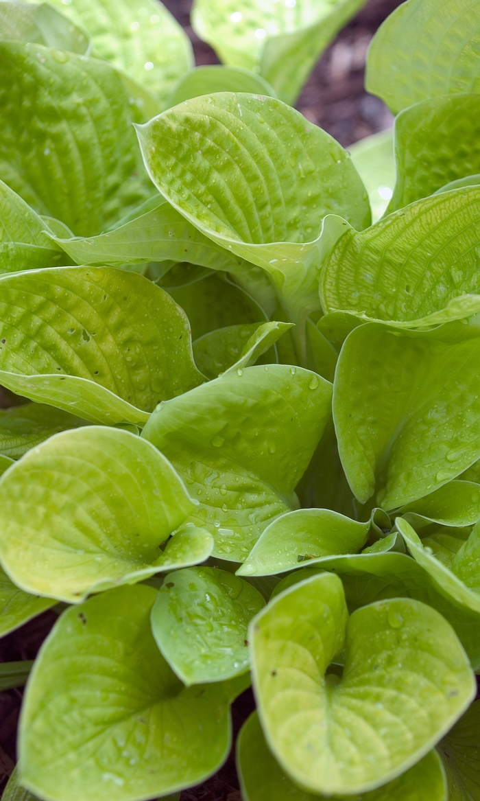 Plantain Lily - Hosta 'Maui Buttercups' from E.C. Brown's Nursery