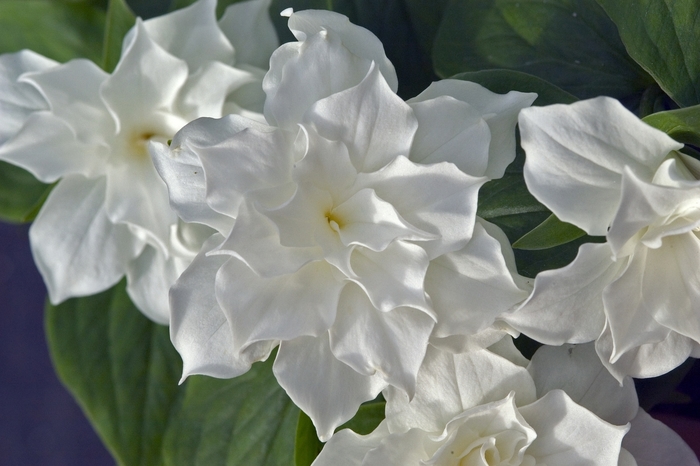 'Plenum' - Trillium grandiflorum from E.C. Brown's Nursery 'Plenum' - Trillium grandiflorum from E.C. Brown's Nursery