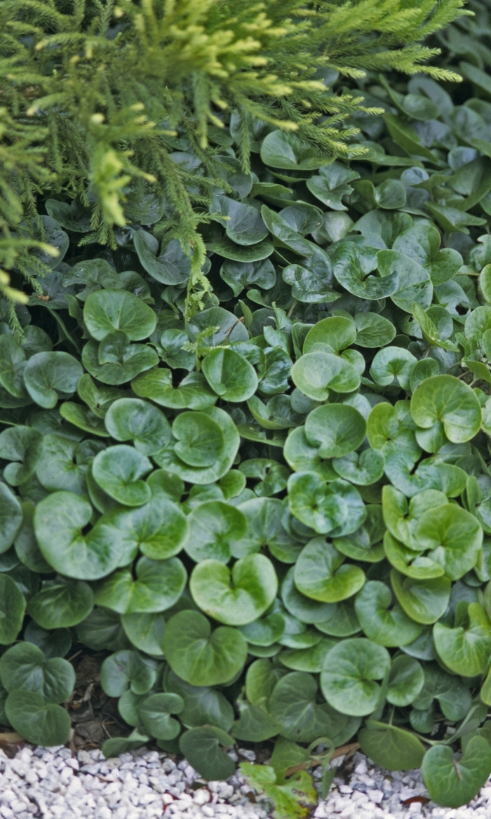 Wild Ginger - Asarum european from E.C. Brown's Nursery Wild Ginger - Asarum european from E.C. Brown's Nursery