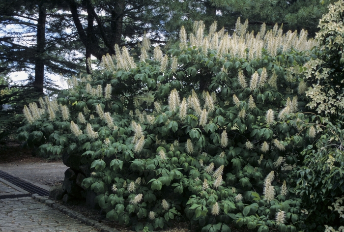 Ohio Buckeye - Aesculus glabra from E.C. Brown's Nursery