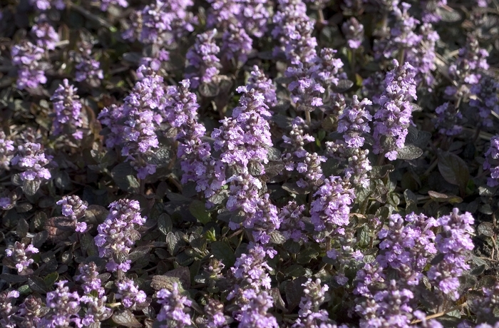 Bugleweed - Ajuga 'Pink Surprise' from E.C. Brown's Nursery Bugleweed - Ajuga 'Pink Surprise' from E.C. Brown's Nursery