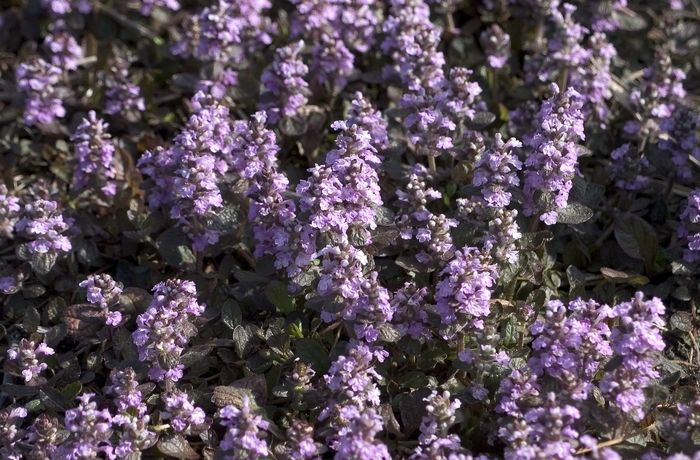 Bugleweed - Ajuga 'Pink Surprise' from E.C. Brown's Nursery