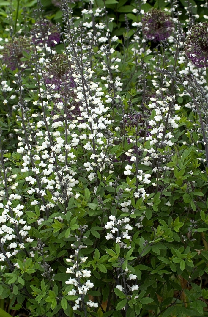 Wild Indigo - Baptisa alba from E.C. Brown's Nursery