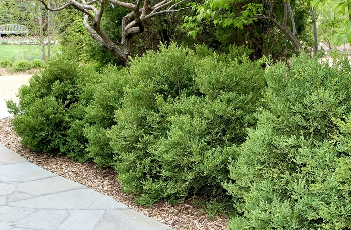 'Wintergreen' Boxwood - Buxus microphylla var. japonica from E.C. Brown's Nursery 'Wintergreen' Boxwood - Buxus microphylla var. japonica from E.C. Brown's Nursery